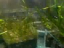 jungle perch