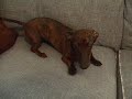 Zoey 9.5 Months