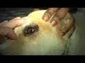 Mangoworm on the eye lid of a dog in The Gambia
