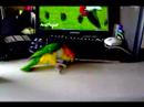 Mango, our White Bellied Caique