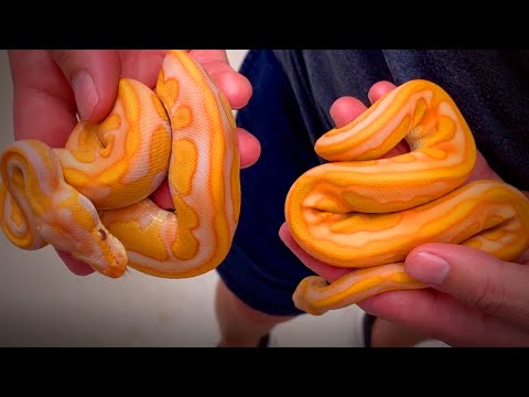 YouTube reptile video