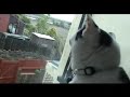 ronnie making strange anti-bird sounds. the thing is, all our three cats do this??? is this normal?