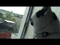 ronnie making strange anti-bird sounds. the thing is, all our three cats do this??? is this normal?