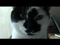 ronnie making strange anti-bird sounds. the thing is, all our three cats do this??? is this normal?