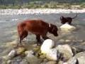 My Irish Setter to the river