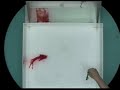 Experiment 0: Rotating Fluids 2