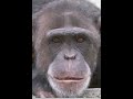 darwin teorisi gerçek oldu darwin teorisi gerçek oldu