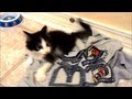 Anakin Our Two Legged Kitten Being a Little Spaz