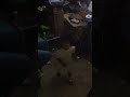 Click here to watch this video titate q? tirate un paso la bb waxiturra...!!! igualita...!!! mia ximena...