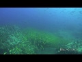 Sharks Bank (Seychelles)