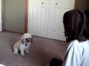 MOjo's tricks