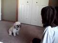 videos de MOjo's tricks