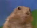 Dramatic Chipmunk File Sharing
