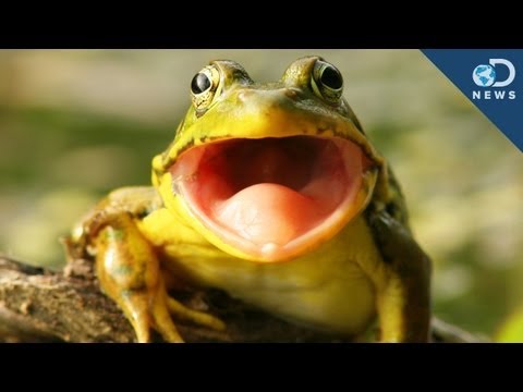 Frog Hears With Its Mouth