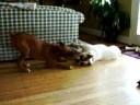 Spike the Bulldog and Allie the Boxer
