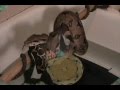 Red-Tail-Boa-A-Hangi