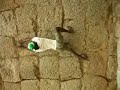 Chitradurga Monkey Climber