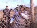 videos de EazyE  Real Muthaphukkin Gs  Uncensored