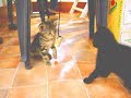Young cats playing Young cats playing