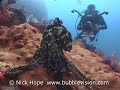 Octopus Octopus