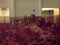 videos de Trig Mtn Trail Bridge.MOV