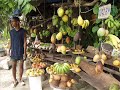 jamacia project