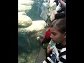 Pinguinos