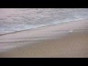 Honey at the beach