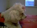 videos de Xuxo e a Piranha
