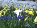day old lamb. her mother died so will have to feed with bottle. anybody want it :)
music - lambs in spring  raylene rankin
