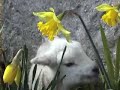 day old lamb. her mother died so will have to feed with bottle. anybody want it :)
music - lambs in spring  raylene rankin