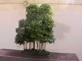 Bonsai Exhibition