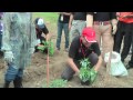Penyampai Tanam Pokok Cili dan Terung