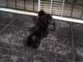 videos de Teckel - A Grande Luta Livre Round 1