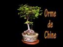 BONSAI 2