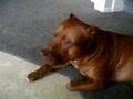 RED THA MONSTER