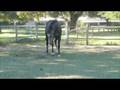 videos de Mikeys video Susan made