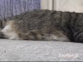 ピッピが寝返り打ったらそこはツネオの＊＊＊！