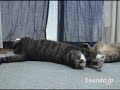 ピッピが寝返り打ったらそこはツネオの＊＊＊！