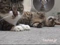 ピッピが寝返り打ったらそこはツネオの＊＊＊！