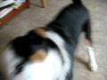 videos de Doogie's annoying squeaky toy