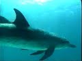A music video for an original song I composed http://tinyurl.com/ynqppdI'd already produced the song. Then I discovered one or two videos with scenes that reminded me of what I was trying to express in the song, i.e. where dolphins could one day reach the stars and explore the galaxy with humans. So I decided to experiment to see if I could piece a music video together. I've tried to weave a story in the video (it's purely fictional; I'm not trying to be scientific here): A star, from the seas of space, falls onto earth and encounters intelligent life--the dolphins--in the oceans. Then the star carries the dolphins to space, flowing along the ebbs of space and time. Eventually the star returns to earth again.**********A special mention to BlueVoice.Org, for their work in promoting awareness about Dolphins, whales and ocean environmental issues. Please visit their website at http://www.BlueVoice.org**********CREDITS & ACKNOWLEDGMENTS--------------------------I spent many hours searching for videos with suitable scenes. I've considered the guidelines regarding copyright and 