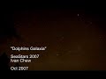 Dolphins-Galaxia-mus
