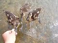 4 Little Ducklings That I Once Knew 4 Little Ducklings That I Once Knew
