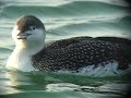 Red-throated Diver - Gavia stellata