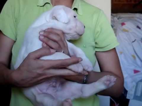 perro de pelea cordobes