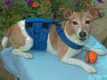 Dog Diapers - Your Solution to Dog Housebreaking & Marking