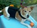 Dog Diapers - Your Solution to Dog Housebreaking & Marking