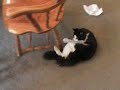 Cat vs Dog