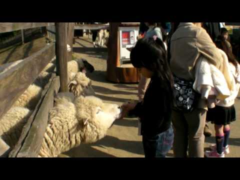how to go harvest hill osaka